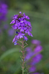 “The earth laughs in flowers.”