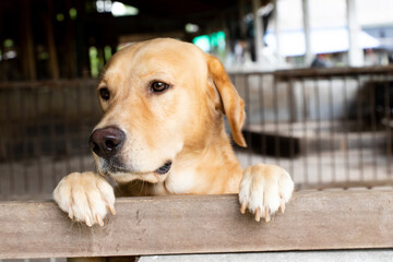 Brown golden retreiver dog stood and wait over the cage