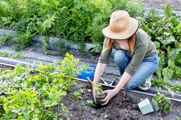 A young woman in a straw hat is engaged in gardening work, processes black soil before planting strawberry seedlings. Planting strawberry in the garden.