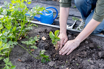 Naklejka premium A young woman in a straw hat is engaged in gardening work, processes black soil before planting strawberry seedlings. Planting strawberry in the garden.