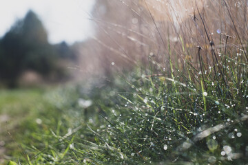 Natural strong blurry background of green grass blades close up. Fresh grass meadow in sunny morning. Copy space.