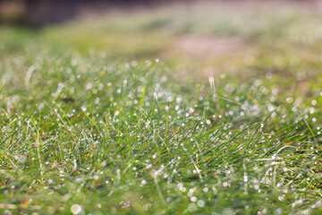 Natural strong blurry background of green grass blades close up. Fresh grass meadow in sunny morning. Copy space.