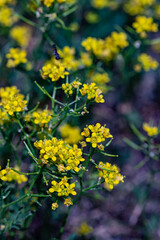 Rorippa amphibia flower growing in field, close up shoot	