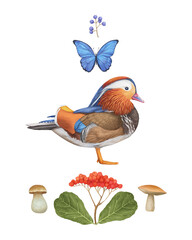 Bright composition with Mandarin Duck. Hand-drawn illustration, digitally colored.