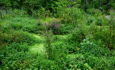 Obraz premium A close up on lush and dense swamp shrubbery, flora, and herbs located in the middle of a dense forest or moor with many flowers and other greenery seen all over the place in Poland during autumn