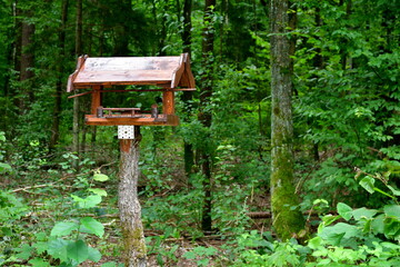 A close up on a birdhouse or nest made out of wood with a slanted roof and decorated angled elements standing in the middle of the forest or moor seen on a gloomy autumn day right after the rainfall