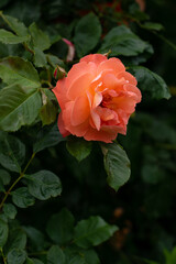 Close-up delicate fresh rose flower.