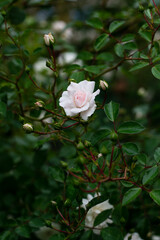 Close-up delicate fresh white rose flower.