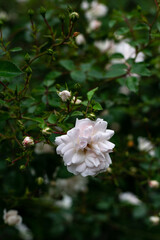 Close-up delicate fresh white rose flower.