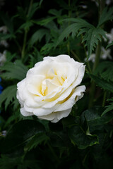Close-up delicate fresh white rose flower.