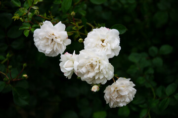 Obraz na płótnie Canvas Close-up delicate fresh white rose flowers.