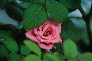 &ldquo;The earth laughs in flowers.&rdquo;