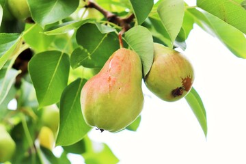 Ripe pears on a branch with a dew drop 