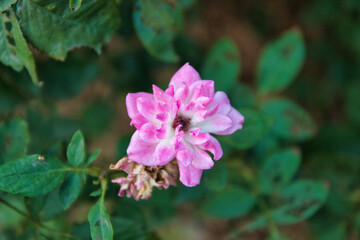 &ldquo;The earth laughs in flowers.&rdquo;