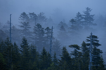 霧が少しずつ晴れていき峠の森が現れた