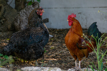 rooster and hen