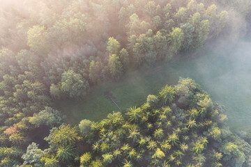 Aerial view of foggy trees in field at colorful sunrise in autumn. Colorful landscape with forest in low clouds, meadow in fog, orange sky with sun in the morning in fall. Top view. Nature