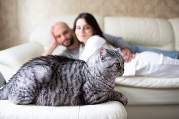 Cat lies in the foreground. In the background we see its owners © dimedrol68