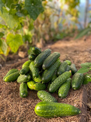 Natural fresh cucumbers harvesting in the greenhouse. Farm product. Vertical