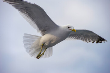 A seagull flies in the sky with clouds.