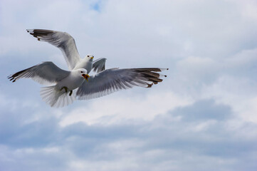A seagull flies in the sky with clouds.