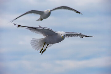 A seagull flies in the sky with clouds.
