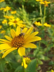 bee on yellow flower