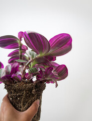 Hand holding houseplant Tradescantia Nanouk out of its pot with exposed roots. Isolated on a white background, text space. Pink and green stripes on shimmery variegated leaves with purple underneath. 
