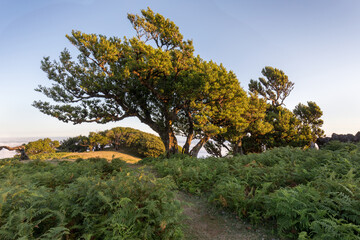 Beautiful landscape in Madeira. Mountains, trees, pastures.
Madeira is known as the island of eternal spring.