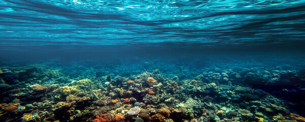 un récif de corail sous-marin sur la mer rouge