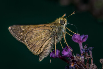 Close-up of a skipper butterfly on purple flowers of butterfly bush
