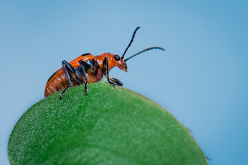 A colorful asparagus beetle, Crioceris asparagi,  feeding on dayflower leaves with blue sky background