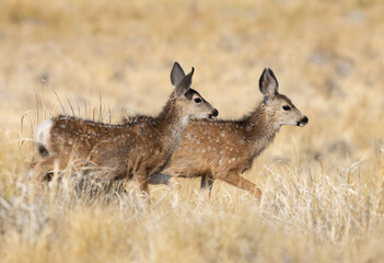 fawns, mule deer, deer