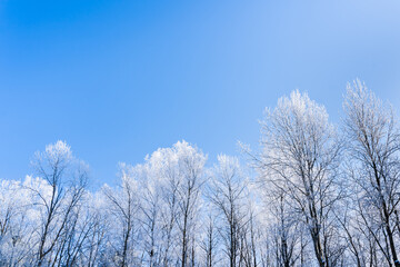 Clear blue sky with frozen trees covered with snow