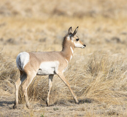 Naklejka na ściany i meble pronghorn antelope