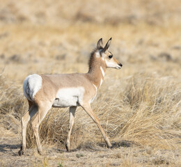 pronghorn antelope