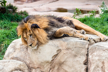 Naklejka premium Lion laying down with head hanging over the ledge.