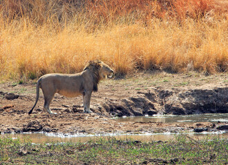 Solitary lion