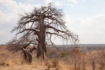 Adansonia digitata, the African baobab in the dry season. It is the most widespread tree species of...