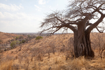 Adansonia digitata, the African baobab in the dry season. It is the most widespread tree species of the genus Adansonia, the baobabs, and is native to the African continent, enduring dry conditions.