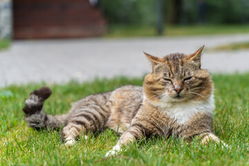 Cute Fluffy Cat Sitting on the Grass