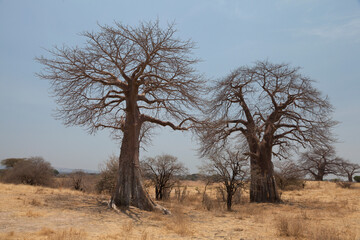 Fototapeta na wymiar Adansonia digitata, the African baobab in the dry season. It is the most widespread tree species of the genus Adansonia, the baobabs, and is native to the African continent, enduring dry conditions.