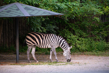 Naklejka na ściany i meble zebra eats standing in profile at the zoo in autumn