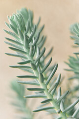Closeup of succulent plant