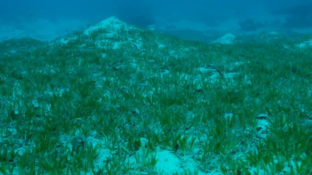 Camera moving forwards above seabed covered with green seagrass. Underwater landscape with Halophila seagrass. Slow motion