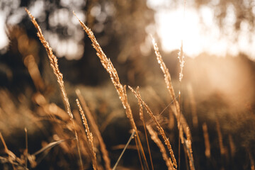 Fototapeta premium sunset in the grass