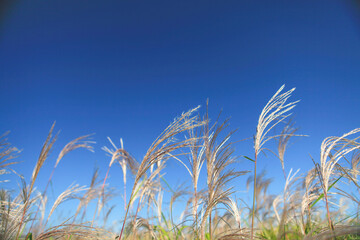 grass and sky