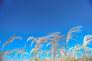 grass and sky