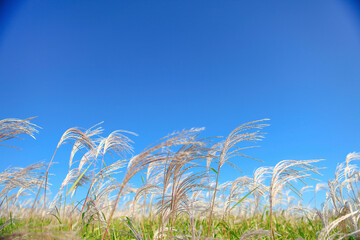 grass and sky