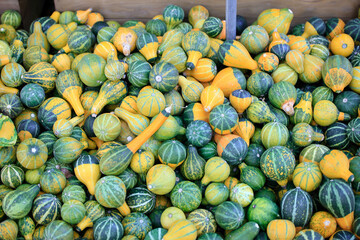 Pumpkin from the market.